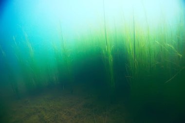 deniz altındaki güzel yosun 