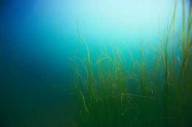 deniz altındaki güzel yosun 