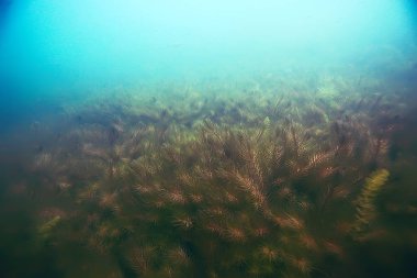 deniz altındaki güzel yosun 