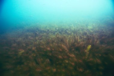 deniz altındaki güzel yosun 