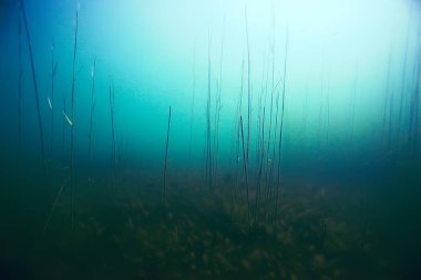 deniz altındaki güzel yosun 