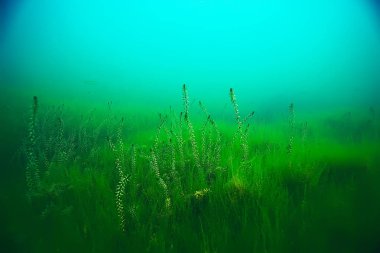 deniz altındaki güzel yosun 