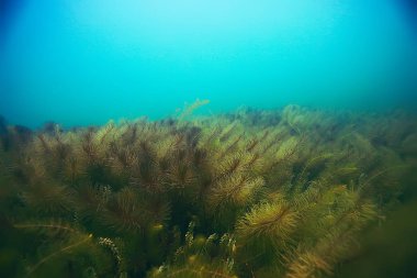 deniz altındaki güzel yosun 