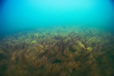 deniz altındaki güzel yosun 