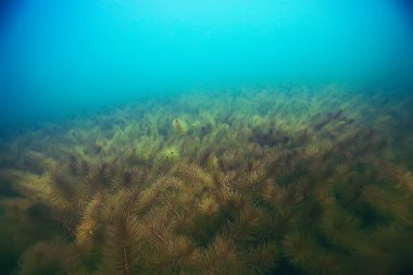 deniz altındaki güzel yosun 