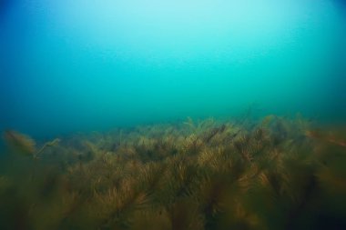 deniz altındaki güzel yosun 