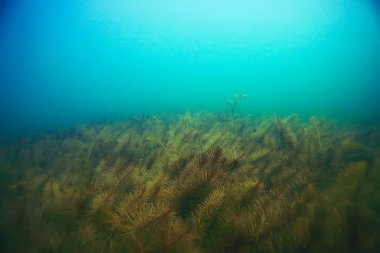 deniz altındaki güzel yosun 