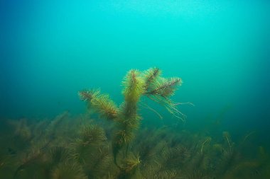 deniz altındaki güzel yosun 