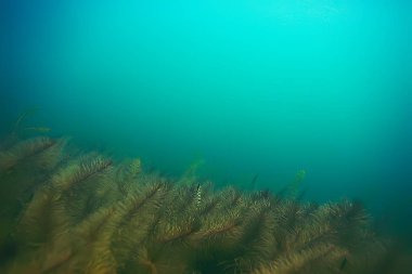 deniz altındaki yeşil yosun