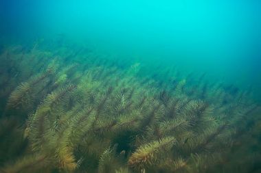deniz altındaki yeşil yosun