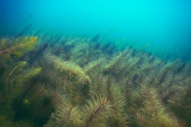 deniz altındaki yeşil yosun