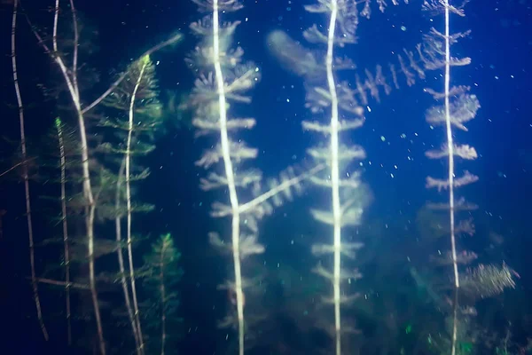 Deniz altındaki yeşil yosun — Stok fotoğraf