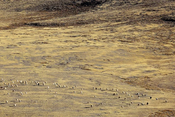 Grietas de corrosión del suelo — Foto de Stock