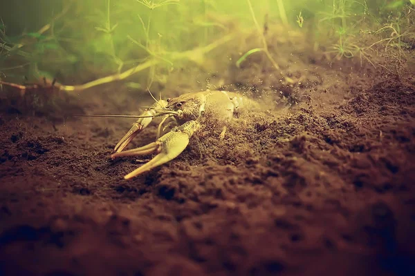 Cancer Crawling Sea Bottom Underwater Photo — Stock Photo, Image