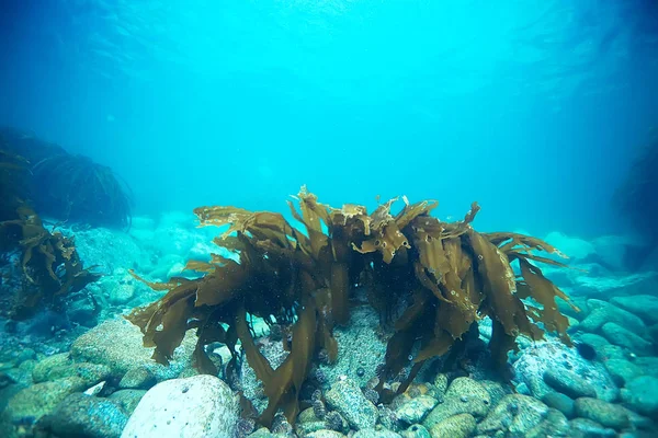 Hermosas algas laminaria — Foto de Stock