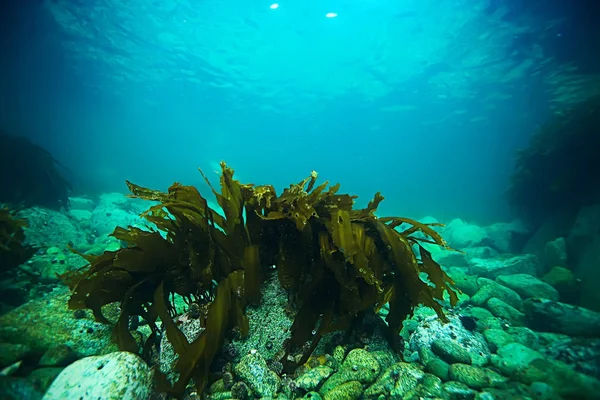 güzel laminaria deniz yosunu