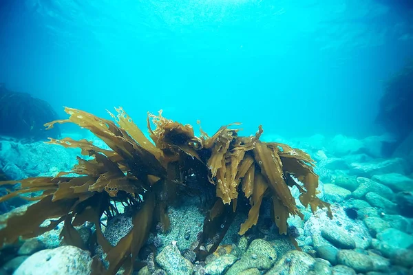 güzel laminaria deniz yosunu