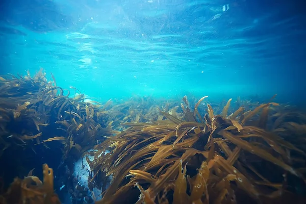 Beautiful laminaria seaweed — Stock Photo, Image