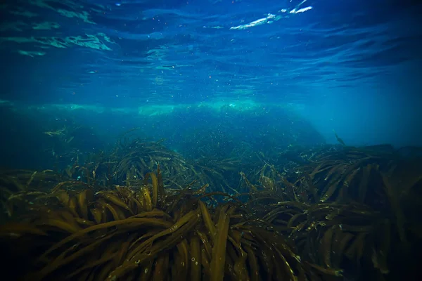 Beautiful laminaria seaweed — Stock Photo, Image