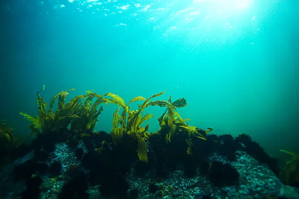 Bela laminaria alga marinha — Fotografia de Stock