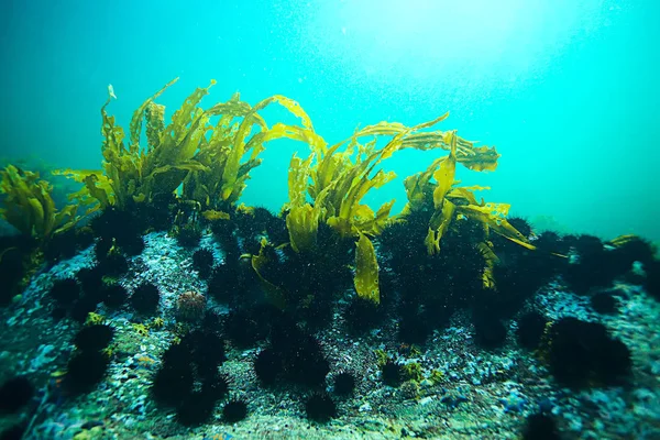 Όμορφη laminaria φύκια — Φωτογραφία Αρχείου