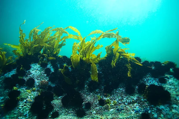 Bela laminaria alga marinha — Fotografia de Stock