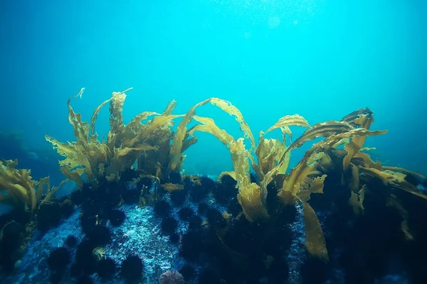 美しいラミナリア海藻 — ストック写真