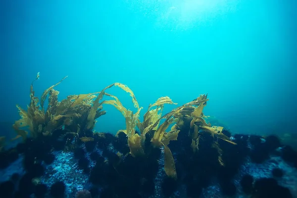 Bela laminaria alga marinha — Fotografia de Stock