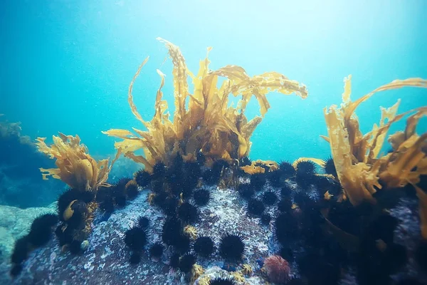 güzel laminaria deniz yosunu