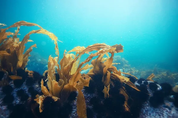 güzel laminaria deniz yosunu