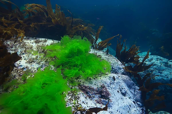 güzel laminaria deniz yosunu