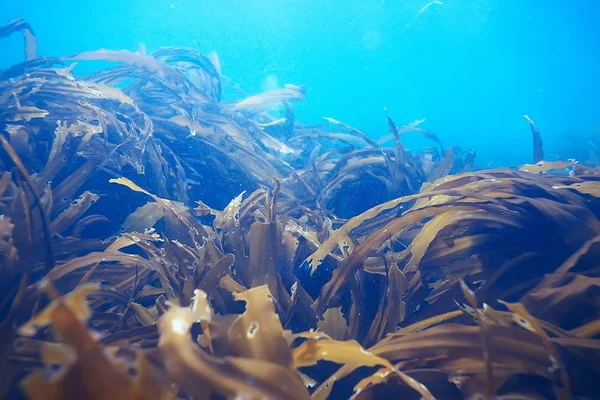 güzel laminaria deniz yosunu
