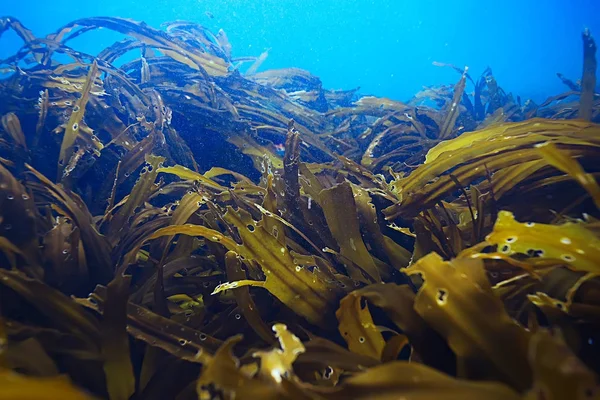 güzel laminaria deniz yosunu