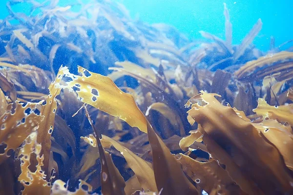 güzel laminaria deniz yosunu