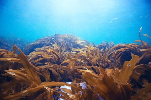 güzel laminaria deniz yosunu