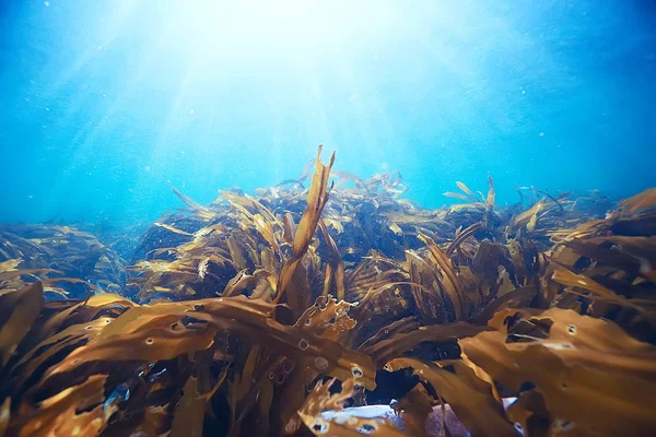 Όμορφη laminaria φύκια — Φωτογραφία Αρχείου