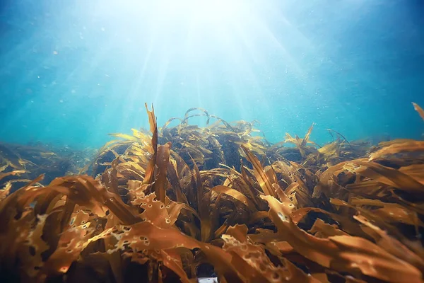 Όμορφη laminaria φύκια — Φωτογραφία Αρχείου