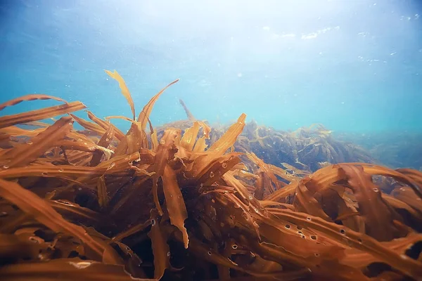 Beautiful laminaria seaweed — Stock Photo, Image