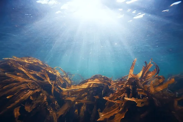 Beautiful laminaria seaweed — Stock Photo, Image