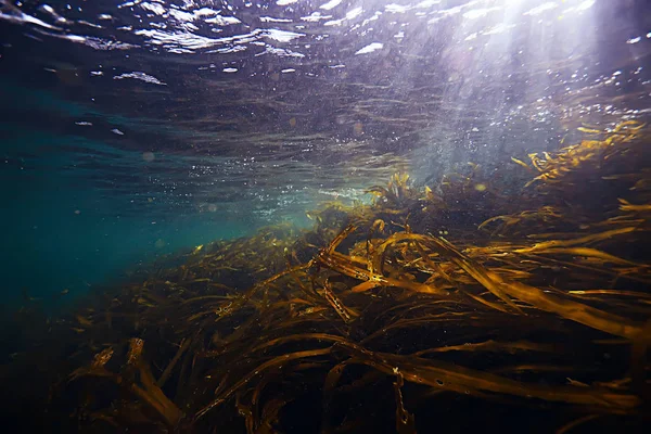 Deniz altındaki güzel yosun — Stok fotoğraf