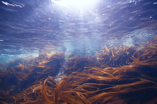 Bella alga laminaria — Foto Stock