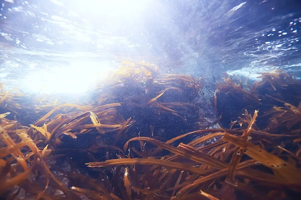 Όμορφη laminaria φύκια — Φωτογραφία Αρχείου