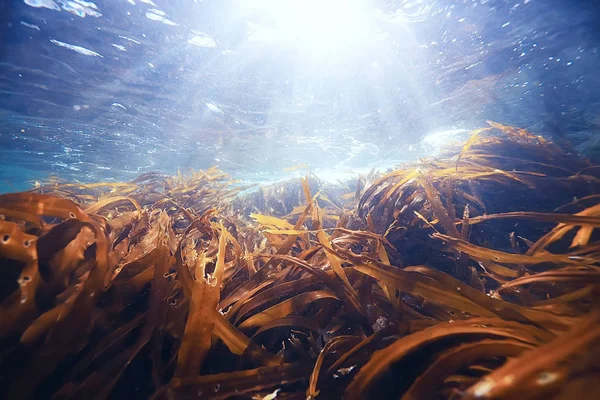 Bella alga laminaria — Foto Stock
