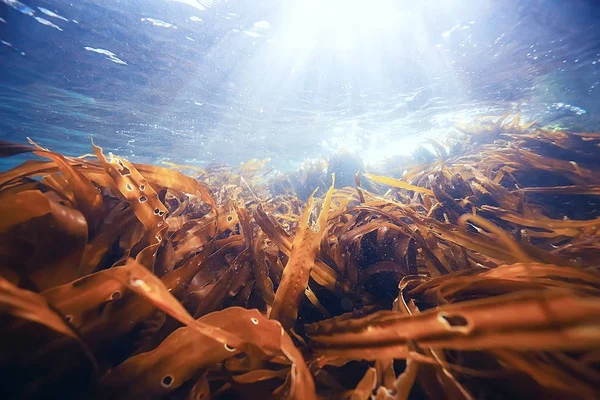 Красиві водорості на дні моря — стокове фото