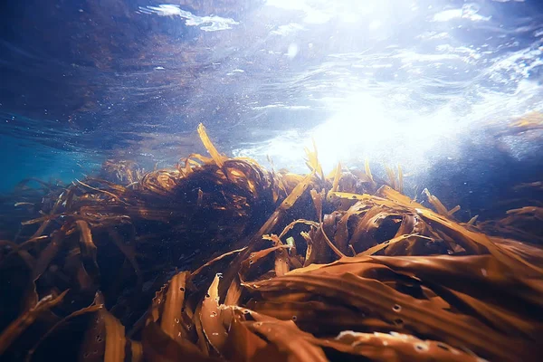 Красиві Ламінарія водоростей — стокове фото