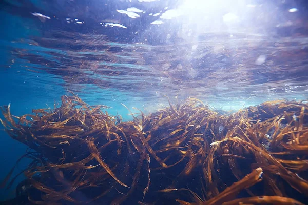 Όμορφη laminaria φύκια — Φωτογραφία Αρχείου