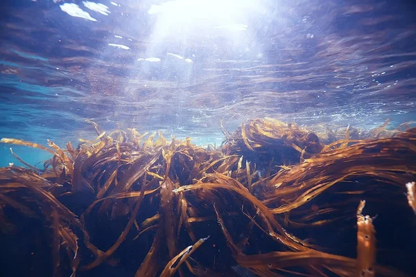 Όμορφη laminaria φύκια — Φωτογραφία Αρχείου