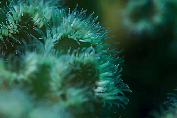 Kaunis meri anemones — kuvapankkivalokuva
