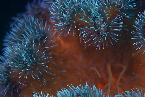 Bellissimi anemoni di mare — Foto Stock