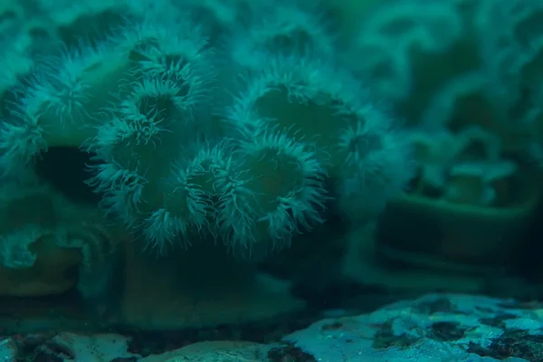 Schöne Seeanemonen — Stockfoto